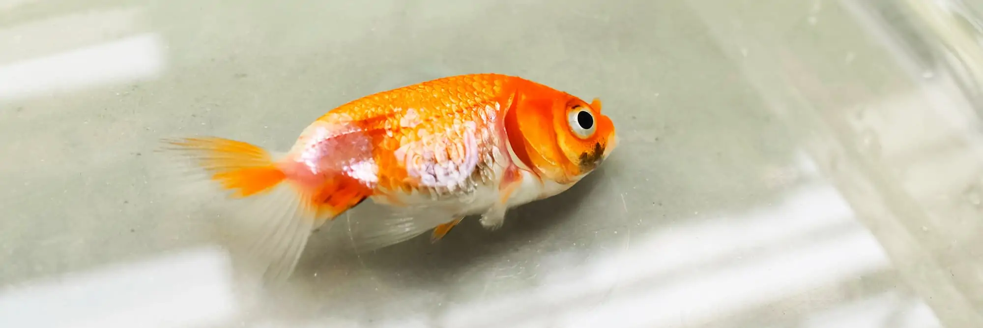 Why Does Goldfish Die? And How to Keep Them Alive?