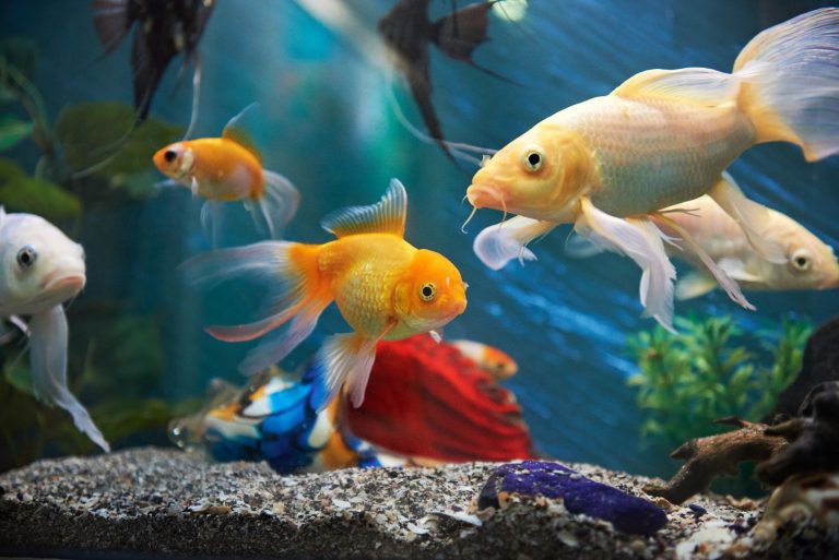 do fish poop and poop? how