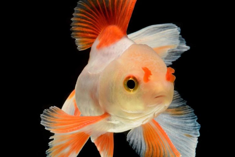 fancy goldfish types