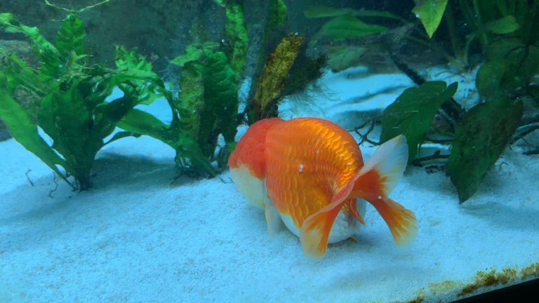 Do Goldfish Lay Eggs? What Do Goldfish Eggs Look Like
