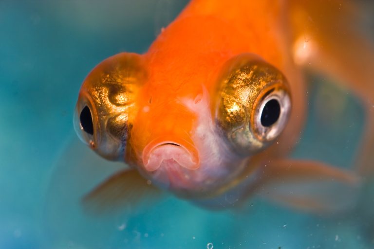Popeye Disease in Goldfish