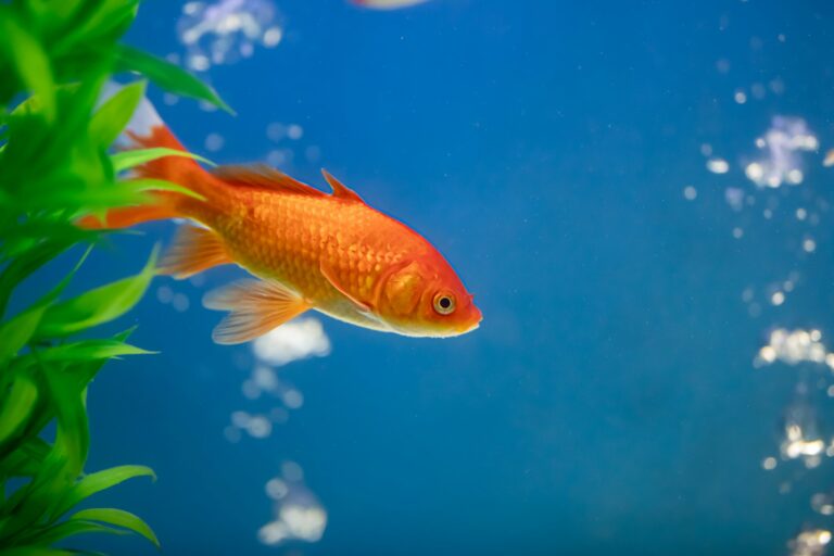 Male or Female Goldfish